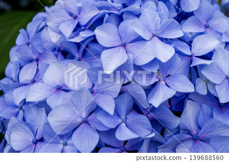 Hydrangea petals turning blue-purple and a natural landscape Hydrangea petals turning blue-purple and a natural landscape 139688560