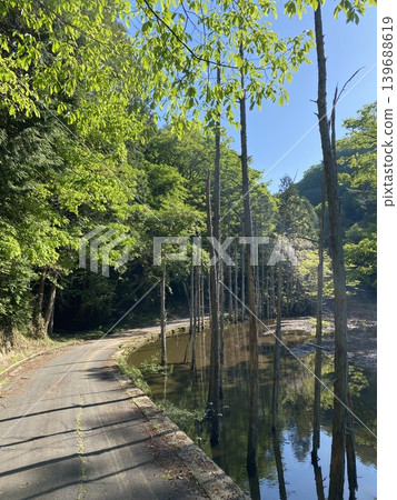 A Japanese forest road landscape surrounded by fresh greenery and waterfront. 139688619