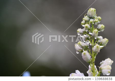 Dewdrop-glowing white flower buds 139688638