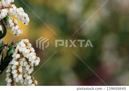 春意盎然的白色花朵 春意盎然的白色花朵 139688640