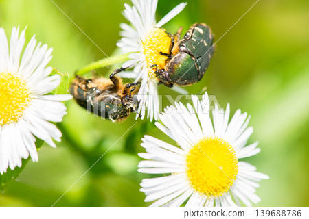 Two flower beetles feeding on pollen and nectar from fleabane flowers. Two flower beetles feeding on pollen and nectar from fleabane flowers. 139688786