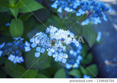 淡藍色繡球花，繡球花，梅雨，初夏，六月[神奈川縣] 139688788