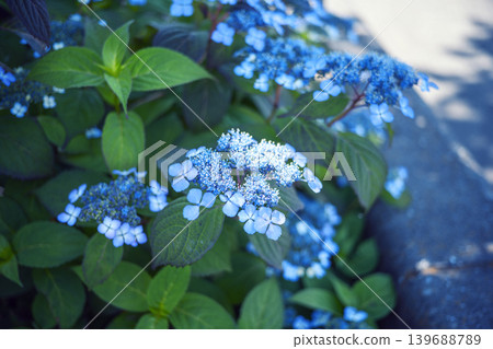 Light blue hydrangea, hydrangea, rainy season, early summer, June [Kanagawa Prefecture] 139688789