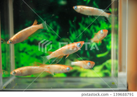 色彩繽紛的鱂魚在水平展示櫃中游動 色彩繽紛的鱂魚在水平展示櫃中游動 139688791