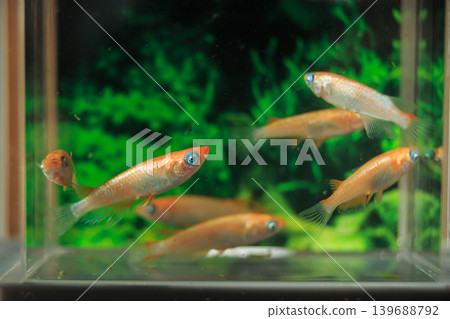 Colorful killifish swimming in a horizontal display case Colorful killifish swimming in a horizontal display case 139688792