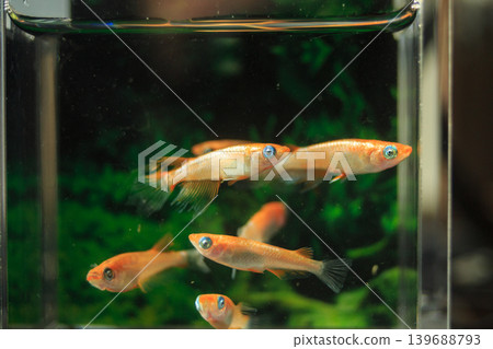 色彩繽紛的鱂魚在水平展示櫃中游動 139688793