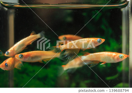 色彩繽紛的鱂魚在水平展示櫃中游動 色彩繽紛的鱂魚在水平展示櫃中游動 139688794