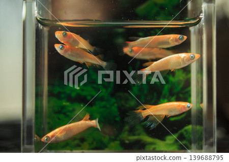 色彩繽紛的鱂魚在水平展示櫃中游動 139688795