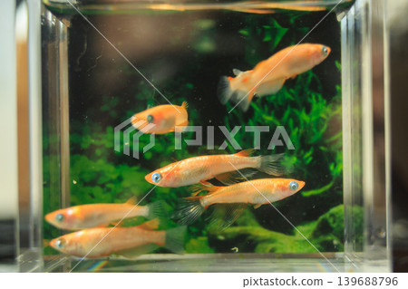 色彩繽紛的鱂魚在水平展示櫃中游動 色彩繽紛的鱂魚在水平展示櫃中游動 139688796