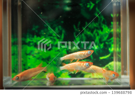 Colorful killifish swimming in a horizontal display case 139688798