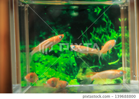 色彩繽紛的鱂魚在水平展示櫃中游動 139688800