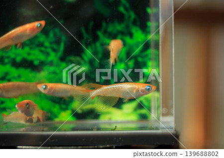 色彩繽紛的鱂魚在水平展示櫃中游動 139688802