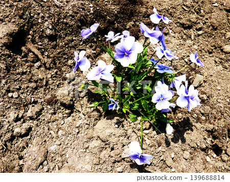Plants, fields, vegetables, flowers, agriculture, leaves, nature, green, cultivation, landscape, red, food, ingredients, crops, harvest, produce, fresh, wild Plants, fields, vegetables, flowers, agriculture, leaves, nature, green, cultivation, landscape, red, food, ingredients, crops, harvest, produce, fresh, wild 139688814