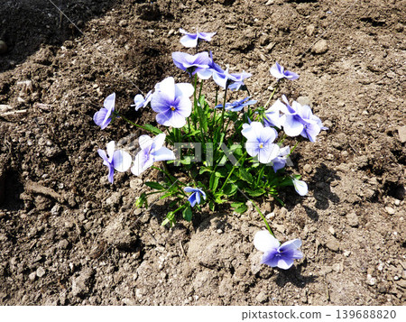 Plants, fields, vegetables, flowers, agriculture, leaves, nature, green, cultivation, landscape, red, food, ingredients, crops, harvest, produce, fresh, wild Plants, fields, vegetables, flowers, agriculture, leaves, nature, green, cultivation, landscape, red, food, ingredients, crops, harvest, produce, fresh, wild 139688820