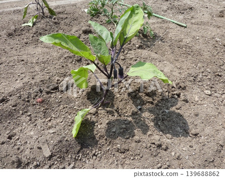 Plants, fields, vegetables, flowers, agriculture, leaves, nature, green, cultivation, landscape, red, food, ingredients, crops, harvest, produce, fresh, wild Plants, fields, vegetables, flowers, agriculture, leaves, nature, green, cultivation, landscape, red, food, ingredients, crops, harvest, produce, fresh, wild 139688862