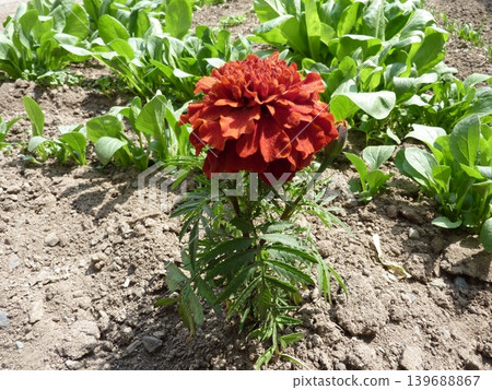 Plants, fields, vegetables, flowers, agriculture, leaves, nature, green, cultivation, landscape, red, food, ingredients, crops, harvest, produce, fresh, wild Plants, fields, vegetables, flowers, agriculture, leaves, nature, green, cultivation, landscape, red, food, ingredients, crops, harvest, produce, fresh, wild 139688867