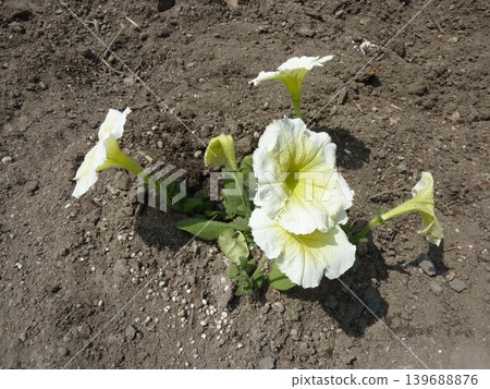 Plants, fields, vegetables, flowers, agriculture, leaves, nature, green, cultivation, landscape, red, food, ingredients, crops, harvest, produce, fresh, wild Plants, fields, vegetables, flowers, agriculture, leaves, nature, green, cultivation, landscape, red, food, ingredients, crops, harvest, produce, fresh, wild 139688876