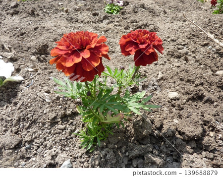Plants, fields, vegetables, flowers, agriculture, leaves, nature, green, cultivation, landscape, red, food, ingredients, crops, harvest, produce, fresh, wild Plants, fields, vegetables, flowers, agriculture, leaves, nature, green, cultivation, landscape, red, food, ingredients, crops, harvest, produce, fresh, wild 139688879