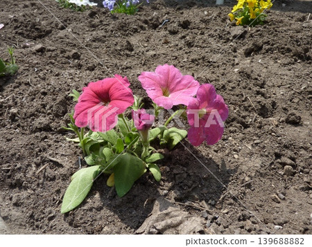 Plants, fields, vegetables, flowers, agriculture, leaves, nature, green, cultivation, landscape, red, food, ingredients, crops, harvest, produce, fresh, wild 139688882