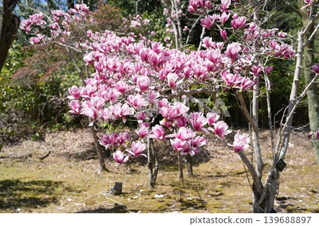The purple magnolias are in full bloom. The purple magnolias are in full bloom. 139688897
