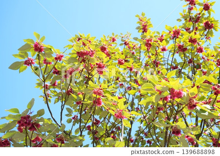 The false rhododendrons are in full bloom. The false rhododendrons are in full bloom. 139688898