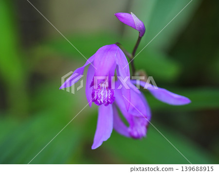 白及花特寫；一幅以春天為主題的日本圖片。 139688915
