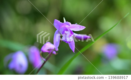 白及花特寫；一幅以春天為主題的日本圖片。 139688917