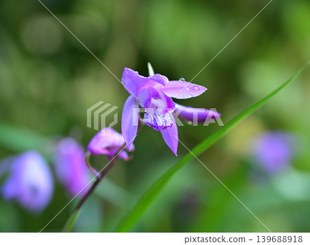 Close-up of a Bletilla striata flower; a spring-themed Japanese image. 139688918