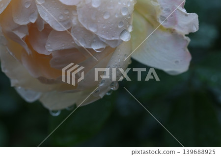 秋雨中的玫瑰 秋雨中的玫瑰 139688925