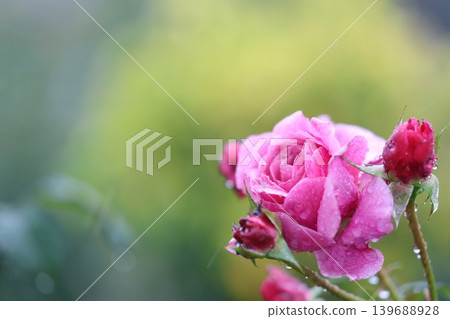 autumn roses in the rain autumn roses in the rain 139688928