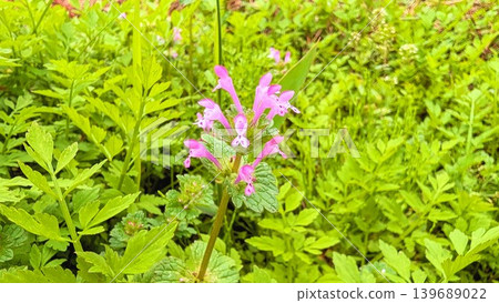 The flowers of Lamium amplexicaule starting to bloom The flowers of Lamium amplexicaule starting to bloom 139689022