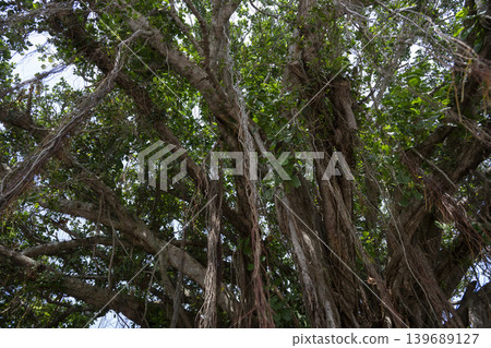 Midori tree Midori tree 139689127