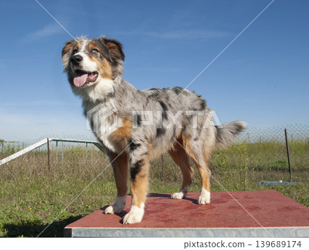 australian shepherd in nature australian shepherd in nature 139689174