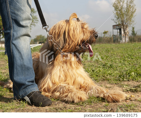briard in training briard in training 139689175