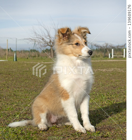 Shetland Sheepdog in club Shetland Sheepdog in club 139689176