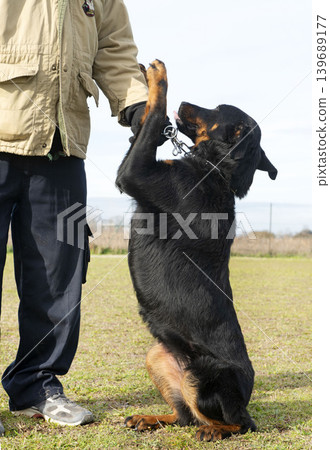 frech beauceron with owner frech beauceron with owner 139689177