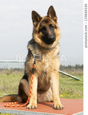 training of german shepherd 139689180