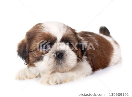 young puppy shitzu young puppy shitzu 139689191