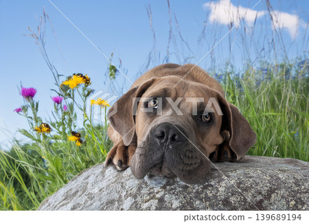 puppy cane corso puppy cane corso 139689194