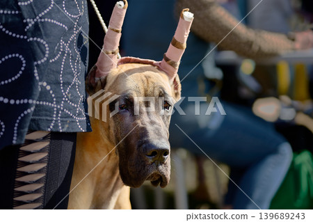 Observe a fawn Great Dane dog showing its ears carefully taped and posted, standing close to a person outside on a bright day 139689243