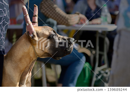 Fawn Great Dane dog in profile stands at an outdoor event during daytime. Its recently cropped ears are taped upright. Blurry people and tables are in the sunny background Fawn Great Dane dog in profile stands at an outdoor event during daytime. Its recently cropped ears are taped upright. Blurry people and tables are in the sunny background 139689244