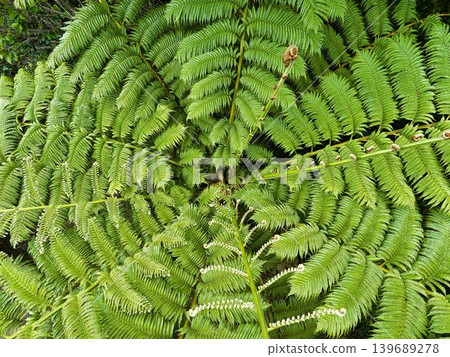 A view of the tree fern from above. A view of the tree fern from above. 139689278