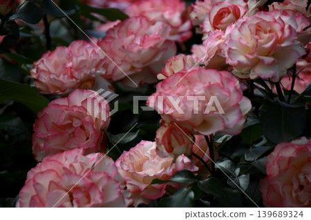 Beautiful roses with pink edges blooming profusely, covering the grounds - Yono Park, Saitama Prefecture 139689324