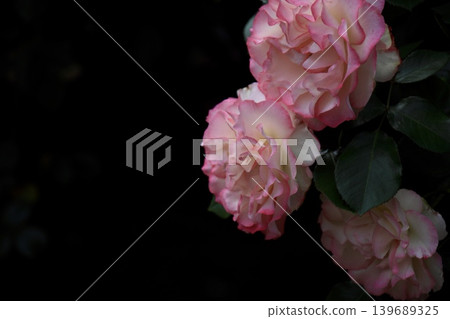 一朵白玫瑰，花瓣邊緣有美麗的粉紅色鑲邊。 139689325