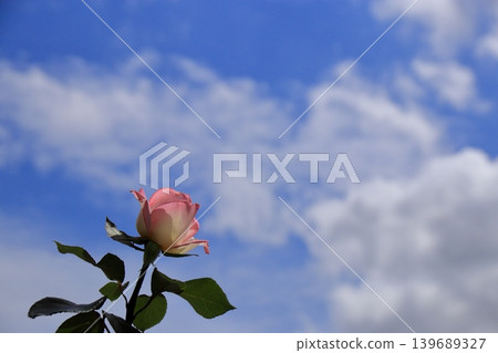 A single pink rose blooming against a blue sky - Yono Park, Saitama Prefecture A single pink rose blooming against a blue sky - Yono Park, Saitama Prefecture 139689327