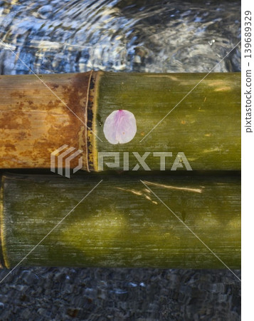 櫻花花瓣飄落在水盆裡的綠色竹子上。 139689329