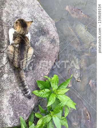 一隻貓在池塘邊悠閒地休息，一條貪吃的鯉魚正在覓食。 139689334