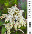 仙女木（Pieris japonica）花和昆蟲 139689335