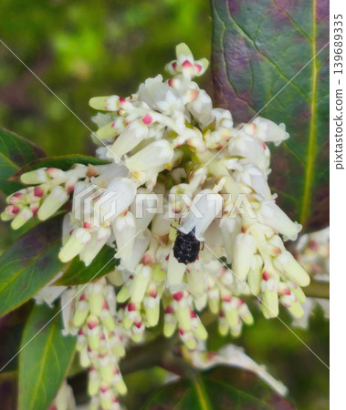 仙女木（Pieris japonica）花和昆蟲 139689335