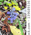 Ajuga 斜臥在落葉間綻放 139689336